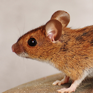 rodent