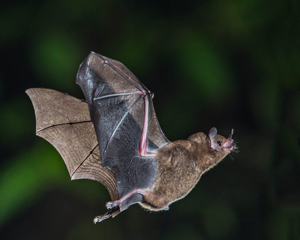 bat flying
